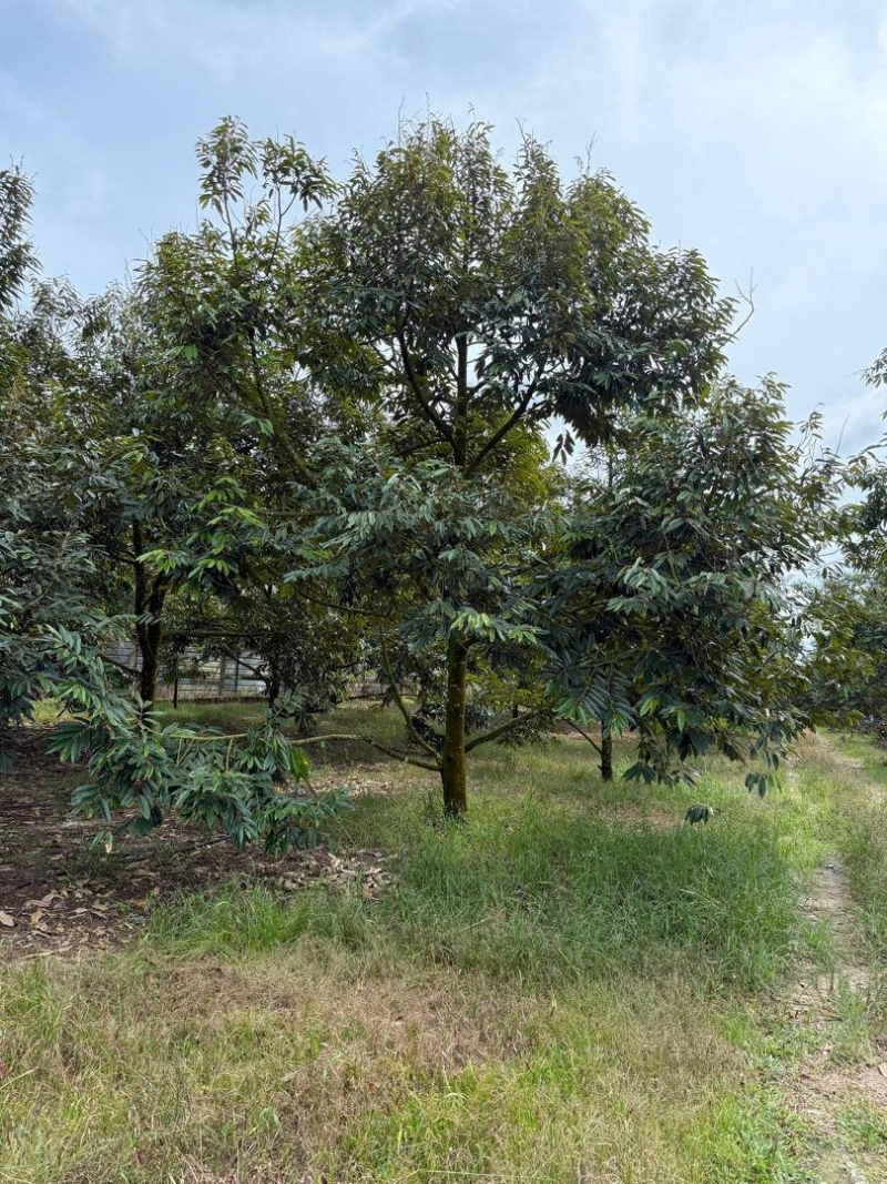 Desa Cemerlang Agriculture Land for Sale