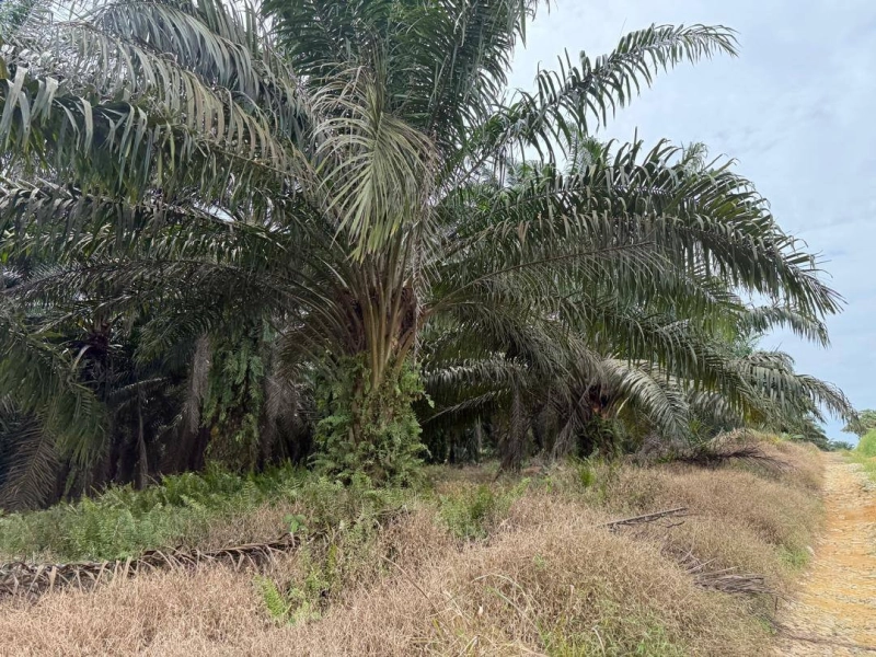 Senai Agriculture Land for Sale