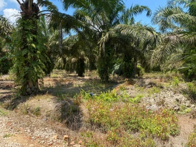 Pontian Agriculture land for sale