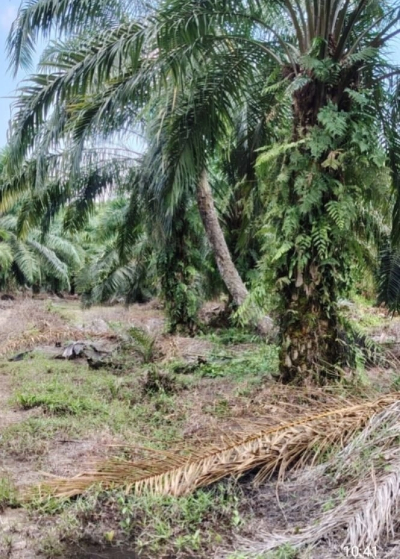 PARIT JAWA MUAR TANAH PERTANIAN