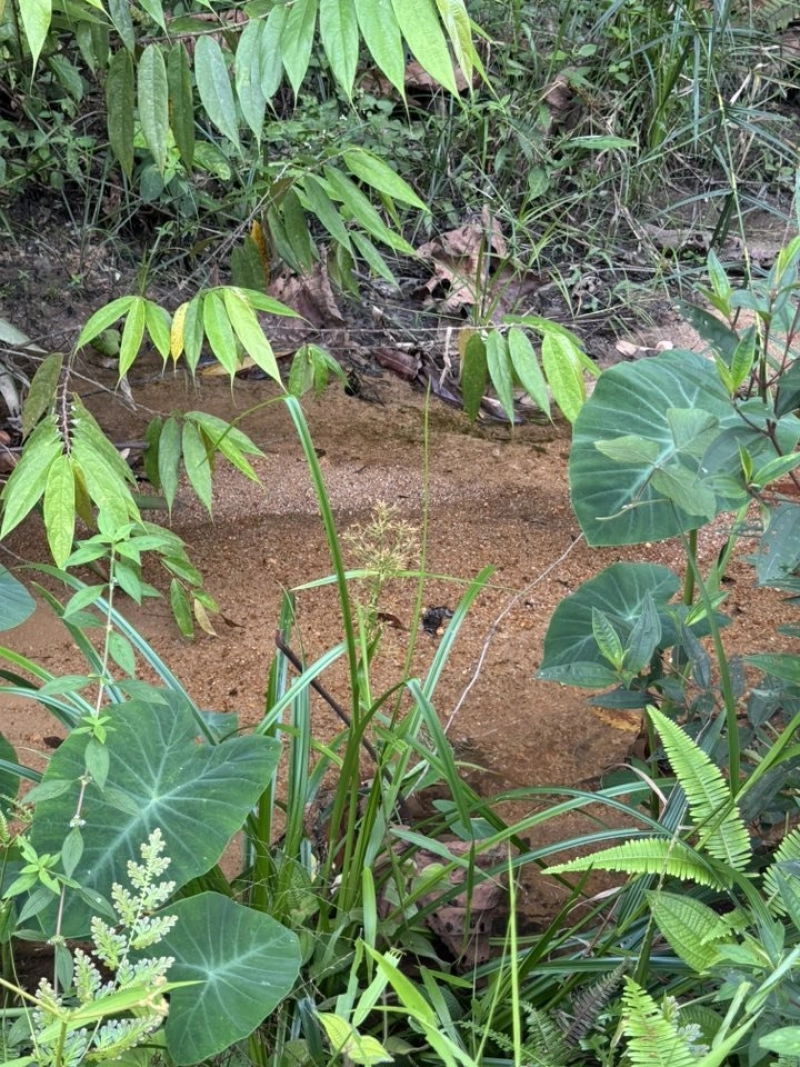 SUNGAI LONG HULU LANGAT TANAH PERTANIAN