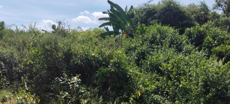 PERADONG KUALA KLAWANG TANAH PERTANIAN