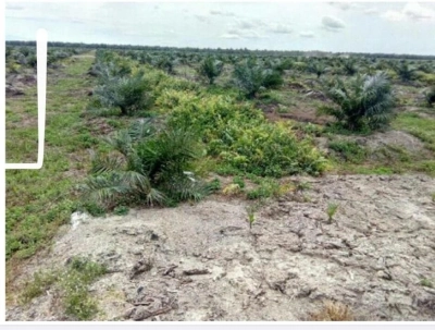PALM OIL LAND, 3313 ac, West Coast Expressway, Hutan Melintang, Perak
