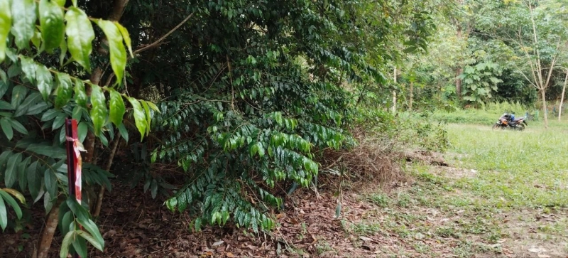 SEMENYIH SUNGAI PENING TANAH PERTANIAN