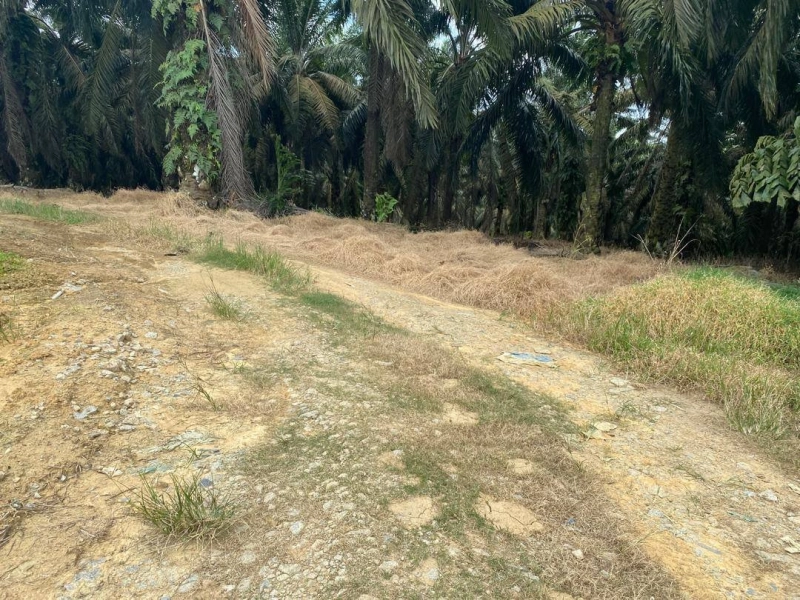 Senai Agricultural Land for Sale