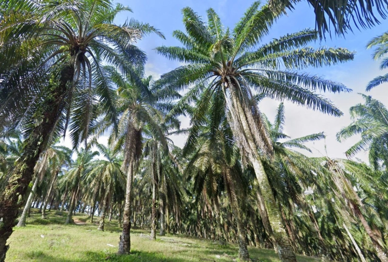 Seri Alam Agriculture Land