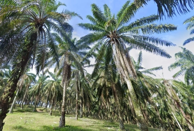 Seri Alam Agriculture Land