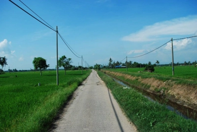 SEMPADAN SAWAH TANJUNG KARANG TANAH PERTANIAN