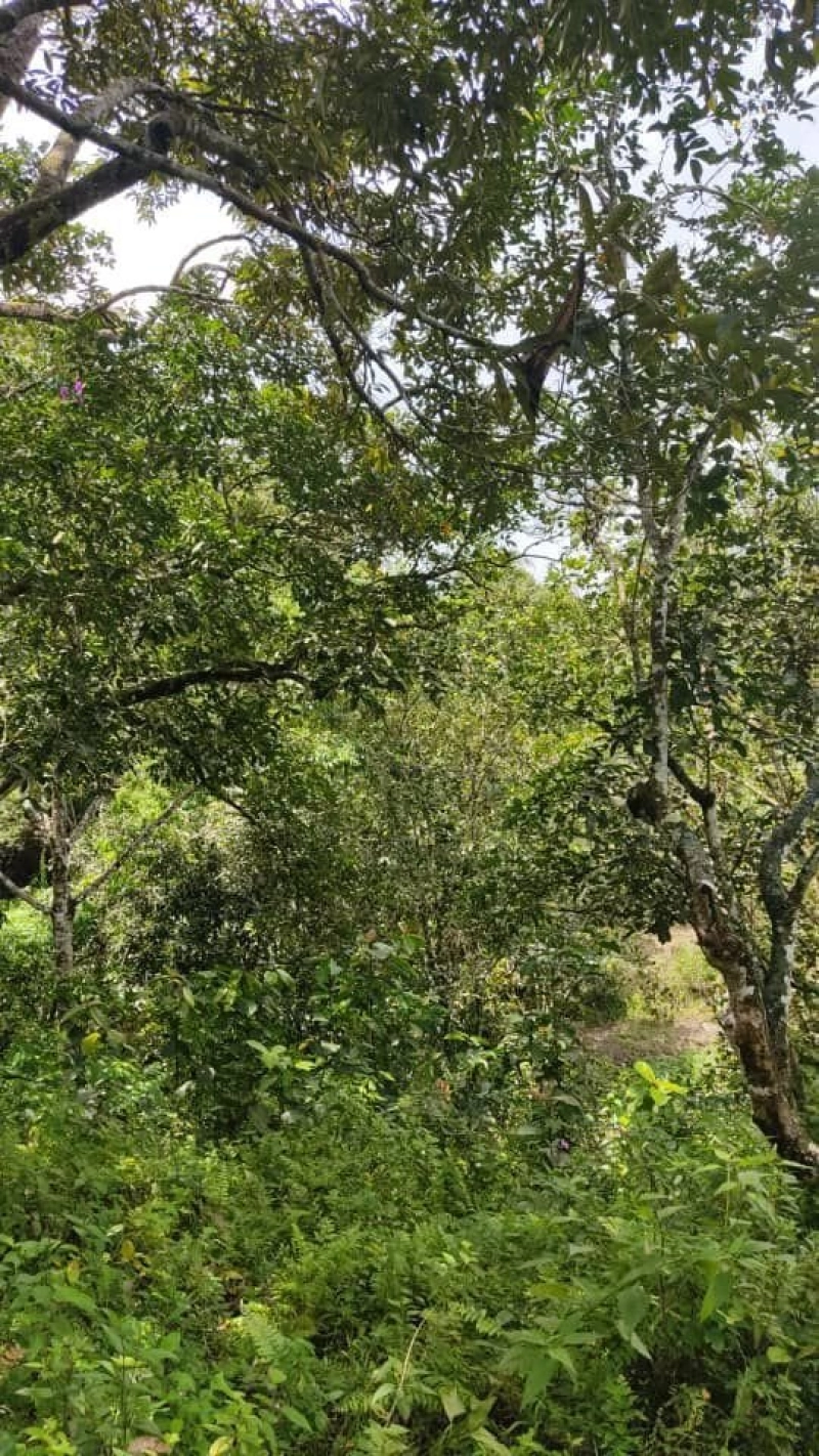 SERI MENANTI KUALA PILAH TANAH PERTANIAN