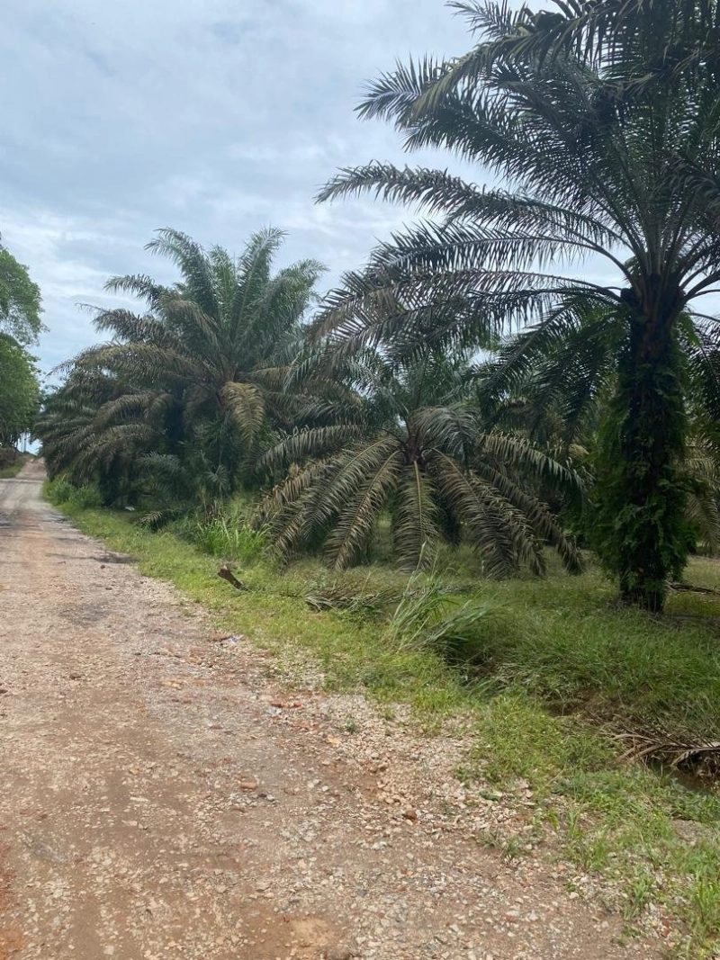 Kota Tinggi agriculture land for sale