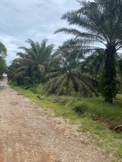 Kota Tinggi agriculture land for sale