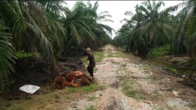 PALM OIL LAND, 3313 ac, West Coast Expressway, Hutan Melintang, Perak