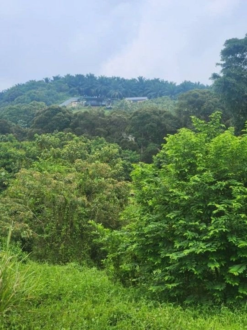 Sandalwood Farm, 3.05  ac, Kpg Kundur Hilir, , 71400 Pedas, Negeri Sembilan