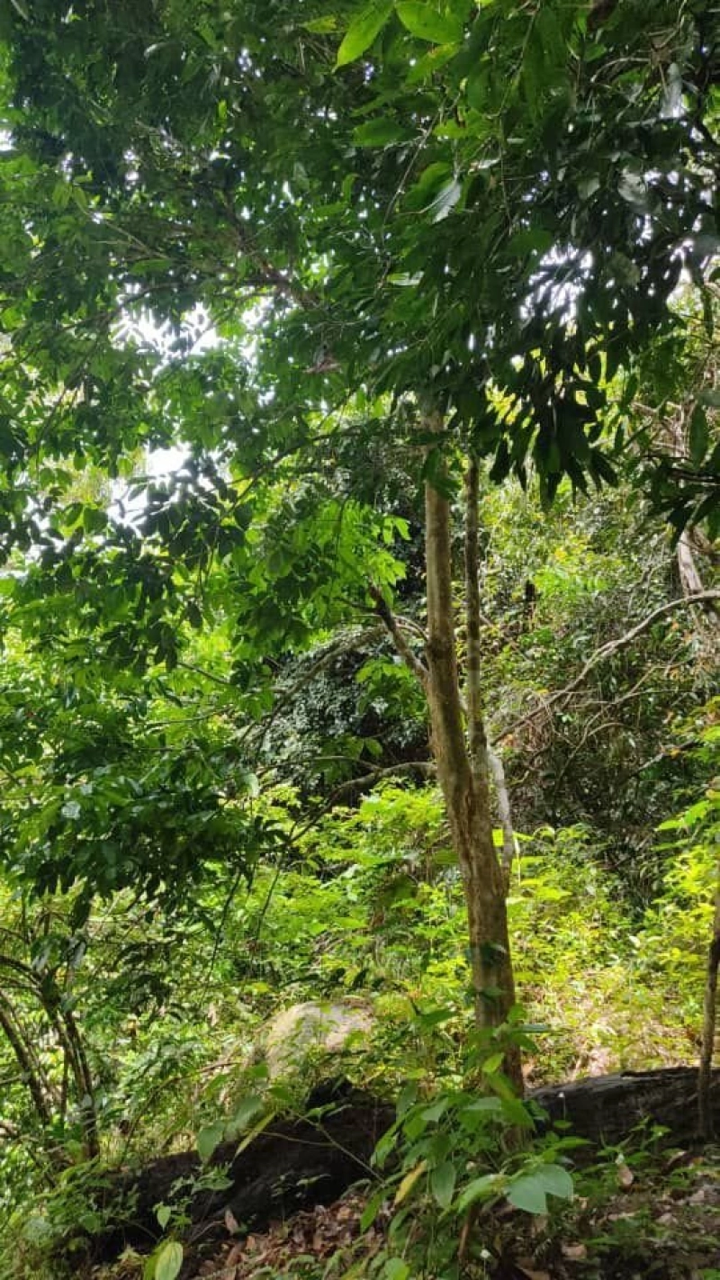 SERI MENANTI KUALA PILAH TANAH PERTANIAN