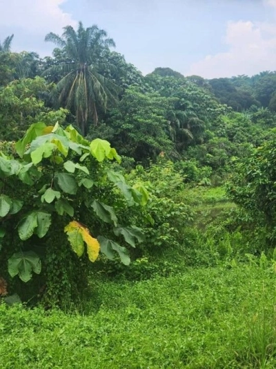 Sandalwood Land, 1 ac, Kampung Kundur Hilir, 71400 Pedas, Negeri Sembilan