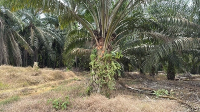 Senai Agriculture Land for Sale
