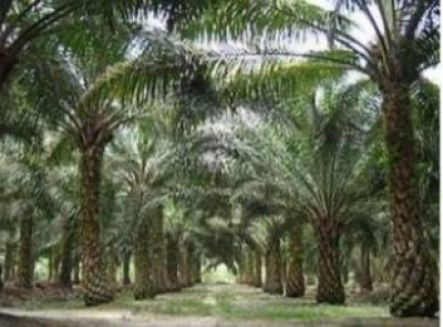 Mersing Agriculture Land for Sale