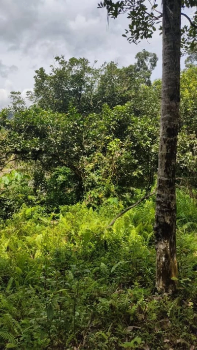 SERI MENANTI KUALA PILAH TANAH PERTANIAN