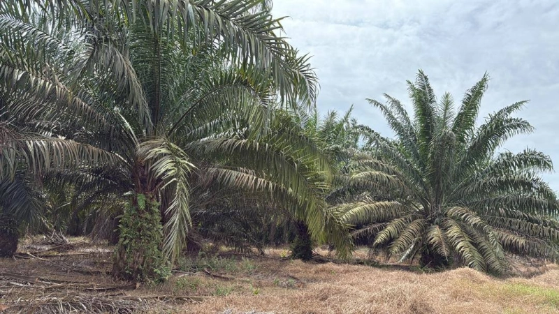 Senai Agriculture Land for Sale