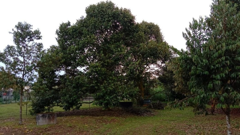 KALUMPANG HULU SELANGOR AGRICULTURAL LAND