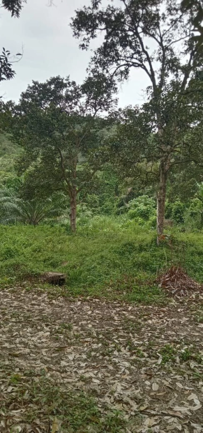 PERADONG KUALA KLAWANG TANAH PERTANIAN