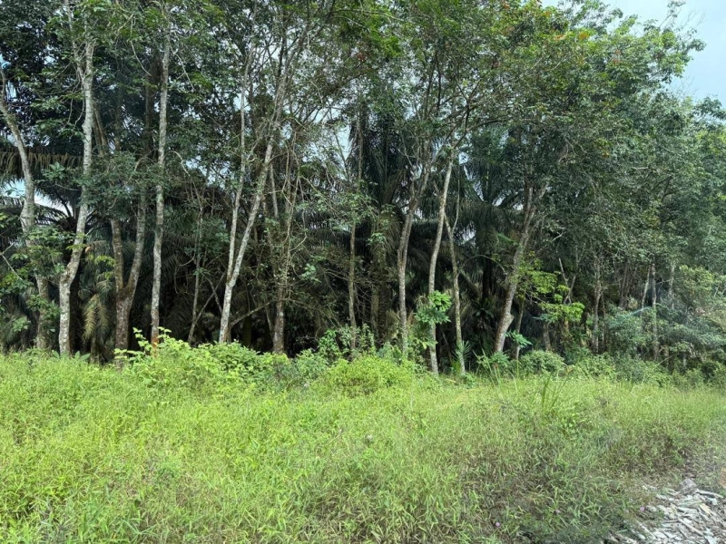 Senai Agricultural Land for Sale