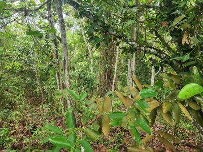 Sandalwood Land, 1 ac, Kampung Kundur Hilir, 71400 Pedas, Negeri Sembilan