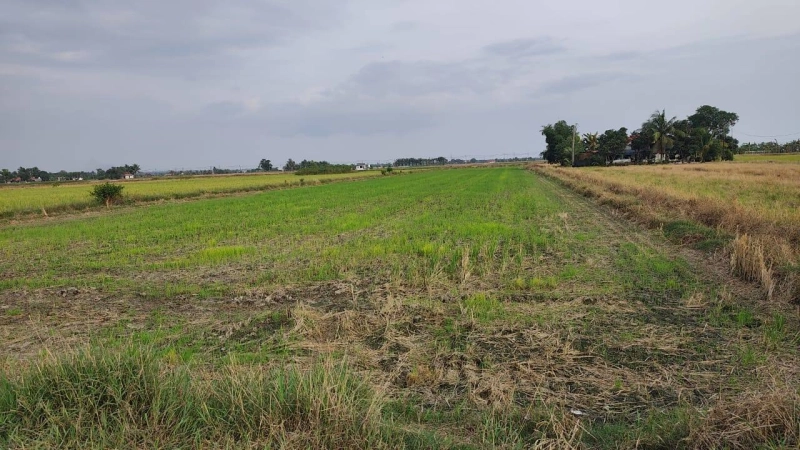 SEMPADAN SAWAH TANJUNG KARANG TANAH PERTANIAN