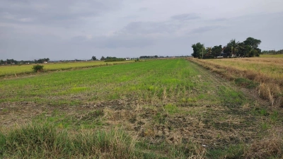 SEMPADAN SAWAH TANJUNG KARANG TANAH PERTANIAN