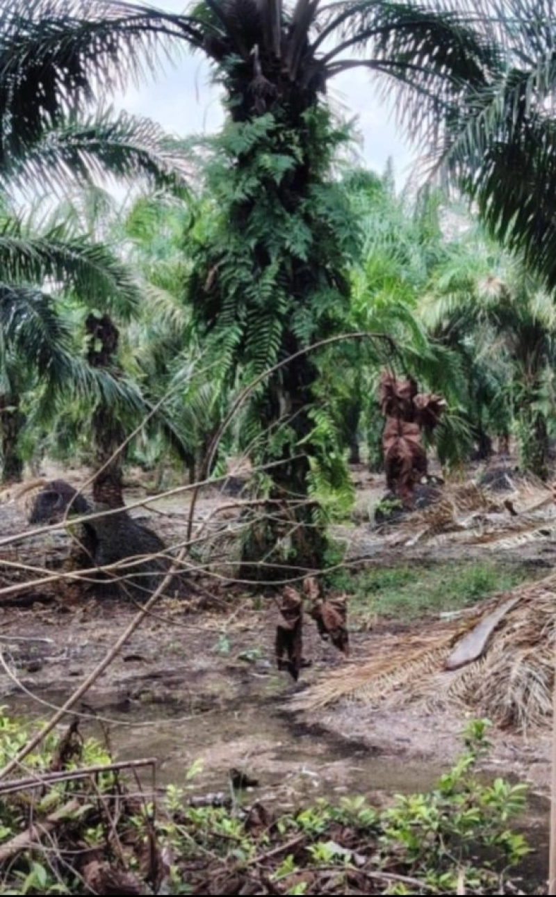 PARIT JAWA MUAR TANAH PERTANIAN