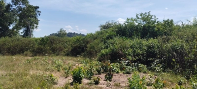 PERADONG KUALA KLAWANG TANAH PERTANIAN