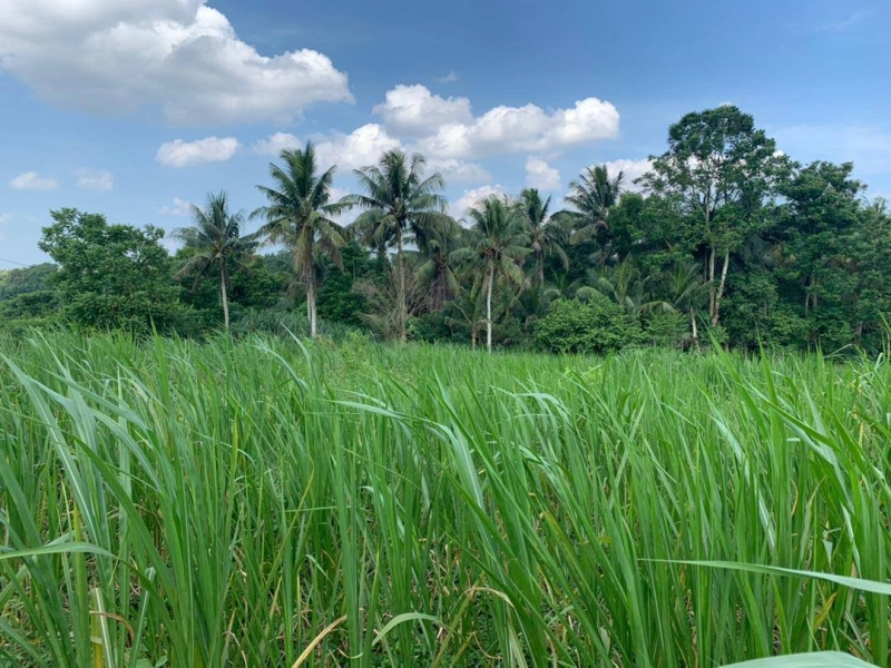 Sungai Tiram Agriculture Land for Sale