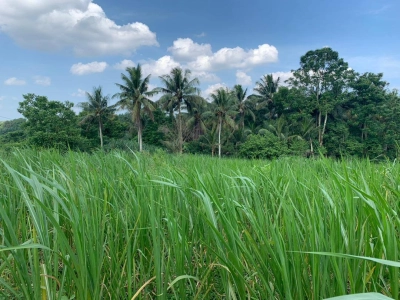 Sungai Tiram Agriculture Land for Sale