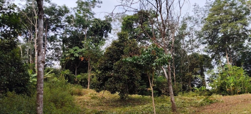 HULU LANGAT BATU 24 TANAH PERTANIAN