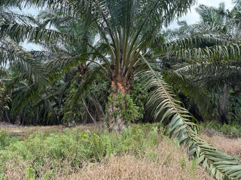 Senai Agriculture Land for Sale