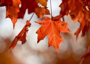 2026 Leaf Peeper Half Marathon