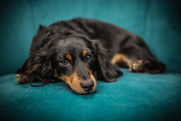 犬、猫のいる美容室でのトラブル。原因と対策まとめ。