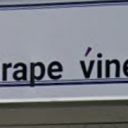 GRAPE VINE