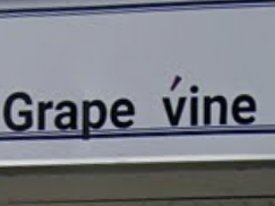 GRAPE VINE