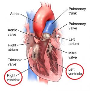 vena cava