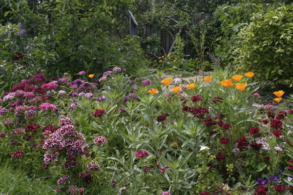 sustainable-backyard-hamilton-gardens