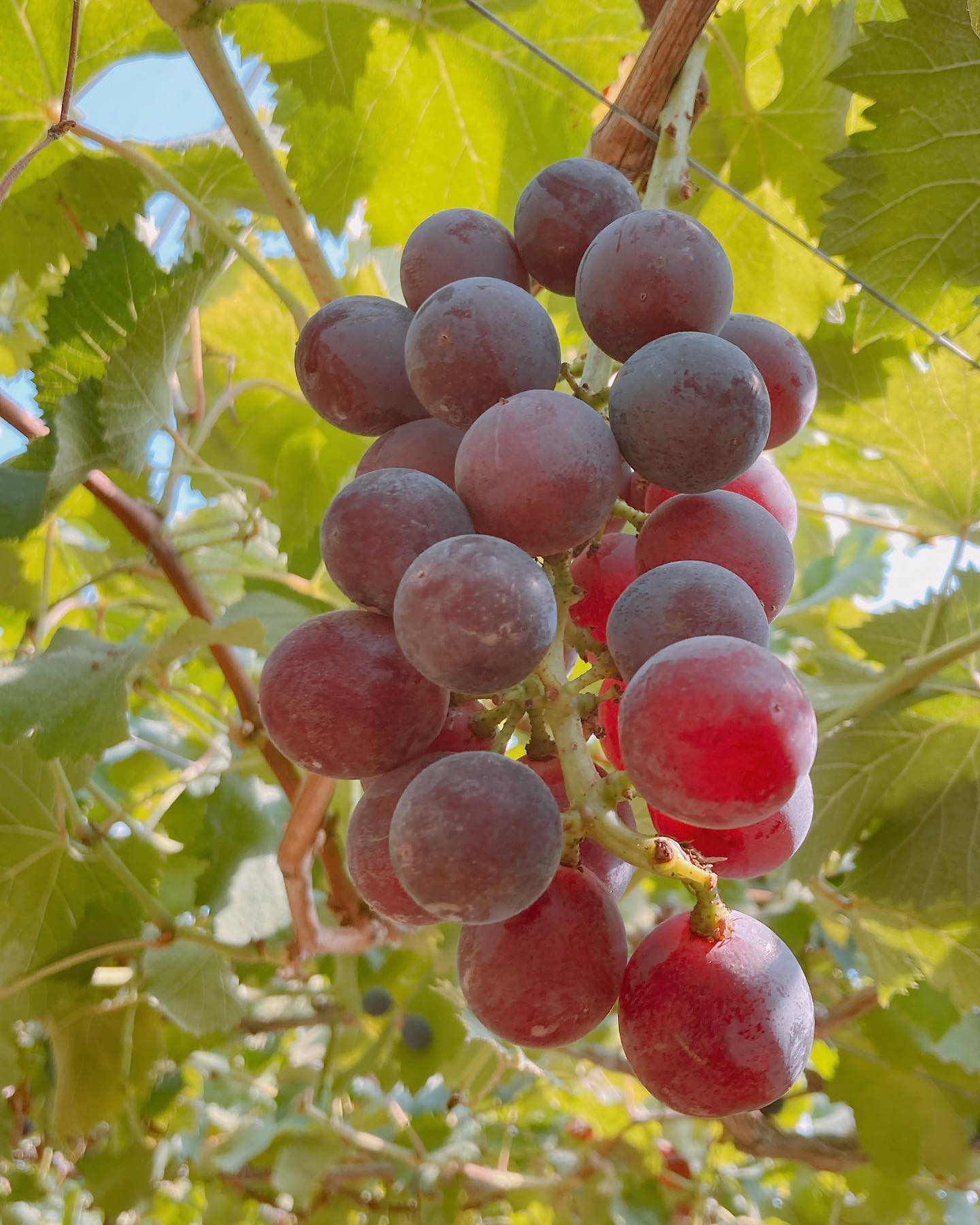 原田ファーム(原田農園昭和畑)