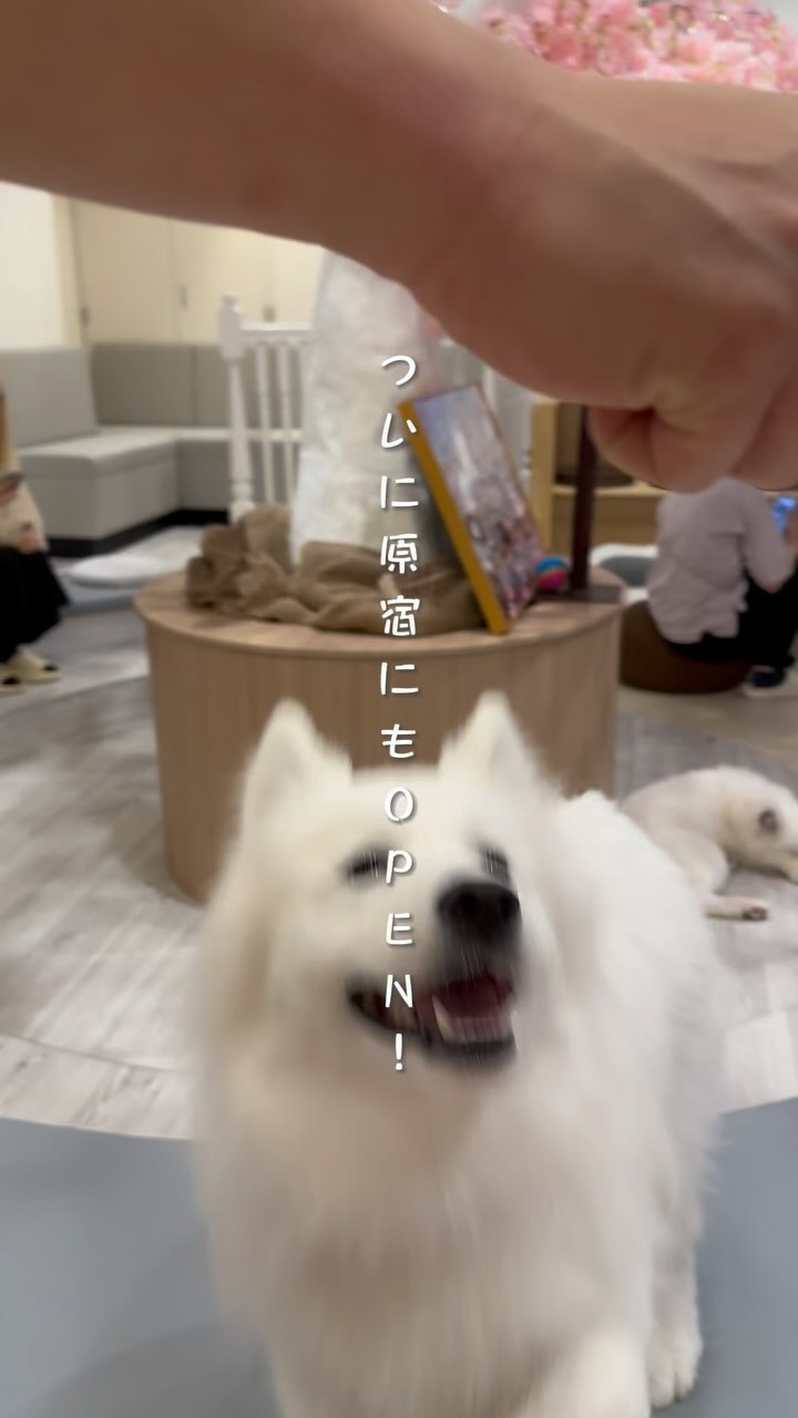 Samoyed Lounge moffu / サモエドカフェ原宿