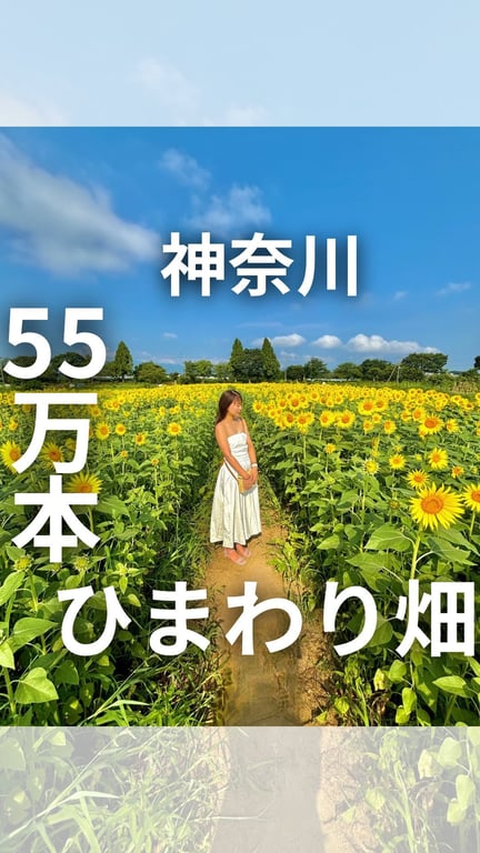 座間ひまわり畑