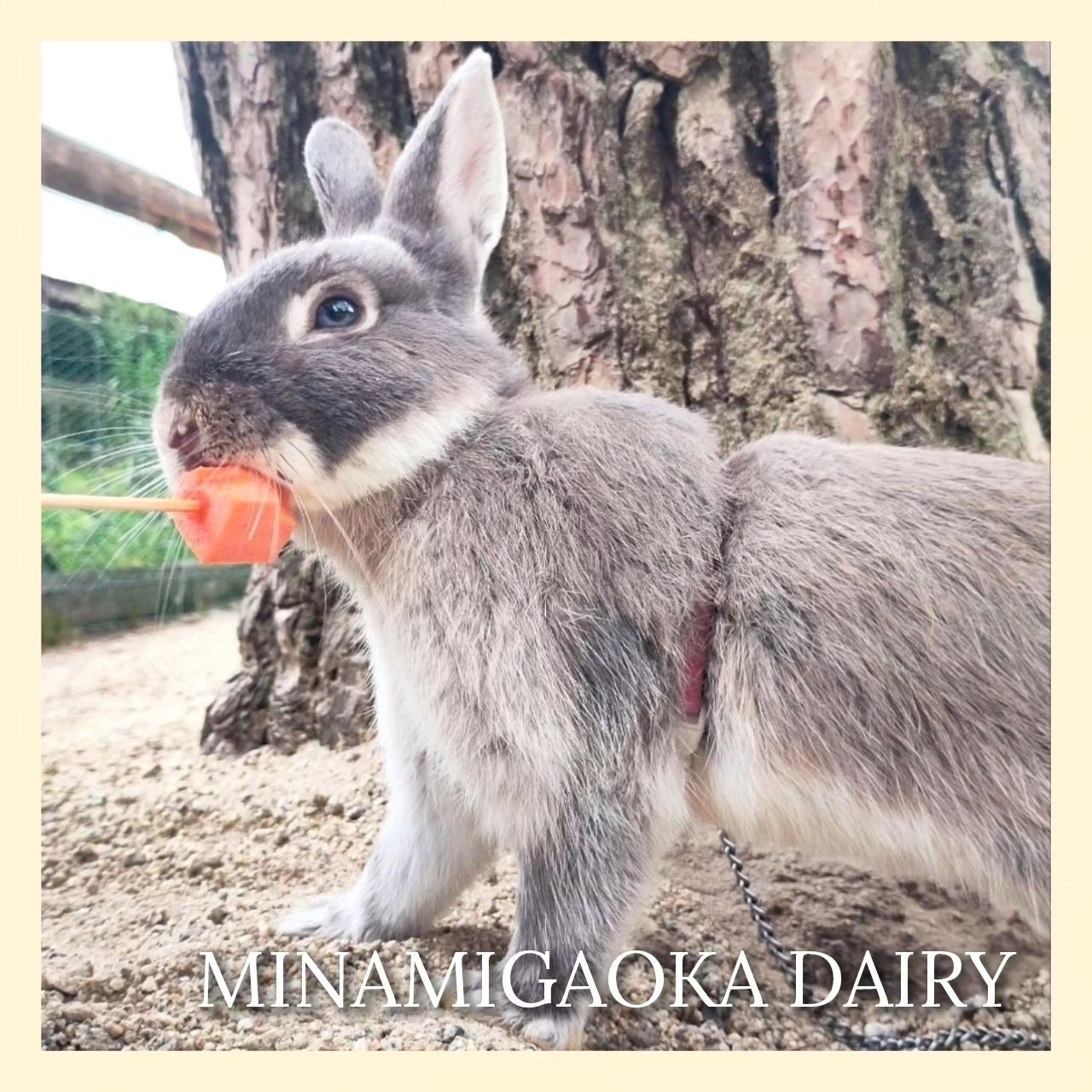 那須高原 南ヶ丘牧場