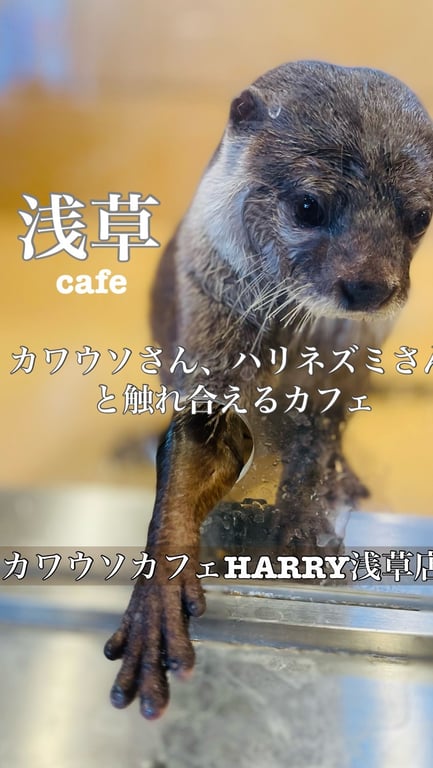 カワウソカフェ®︎HARRY浅草店