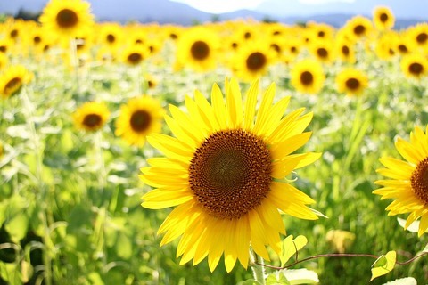 丹生の丘のひまわり畑