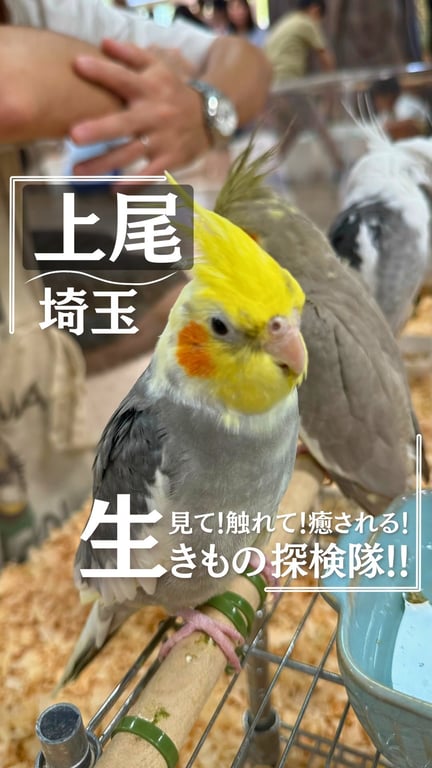 いきもの探険隊