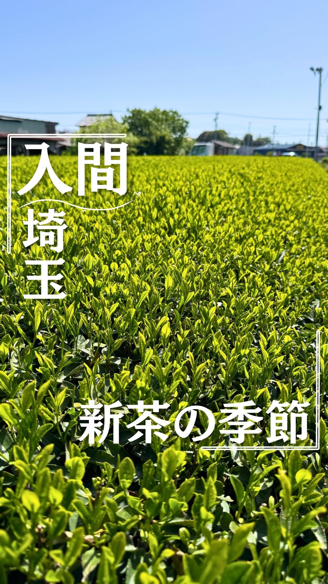 清水園製茶工場