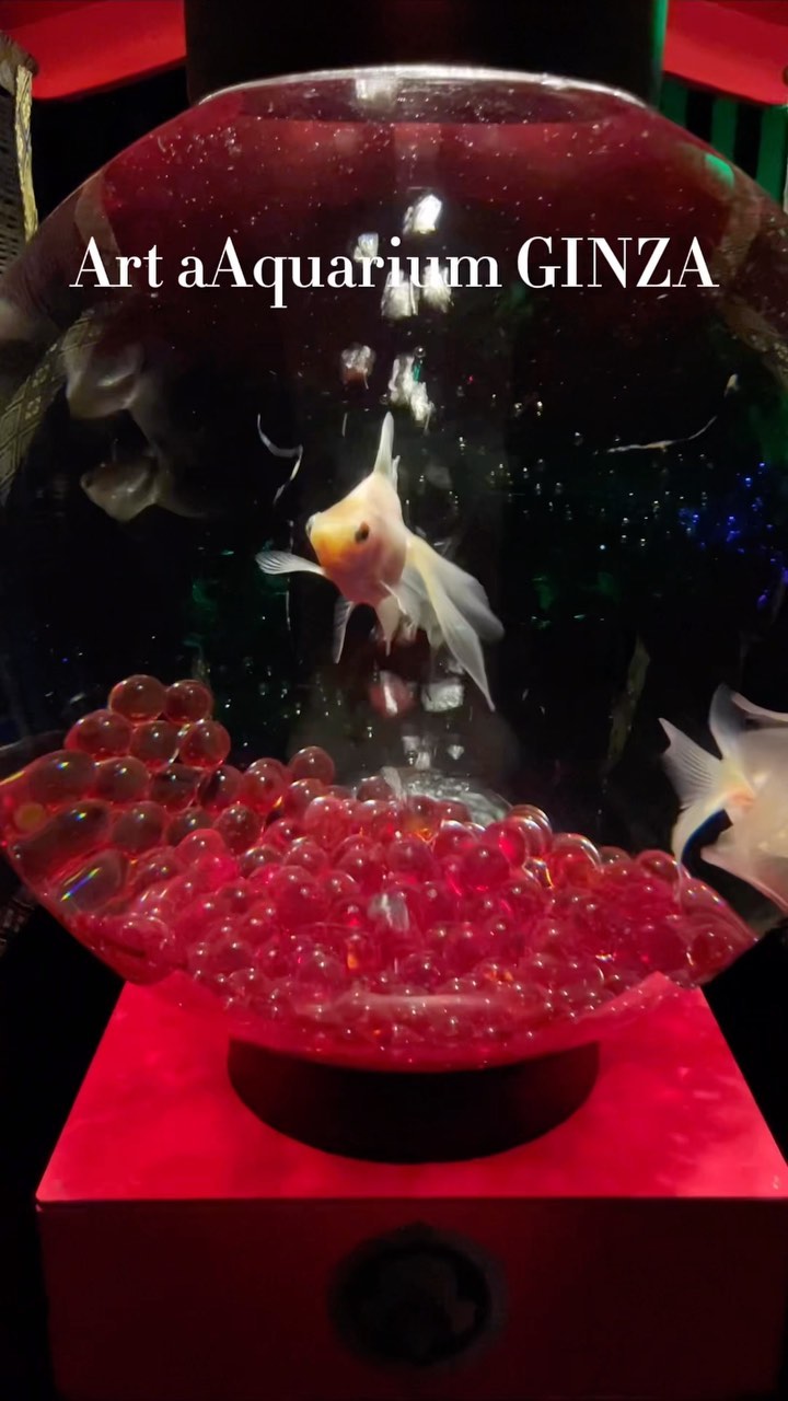 アートアクアリウム美術館